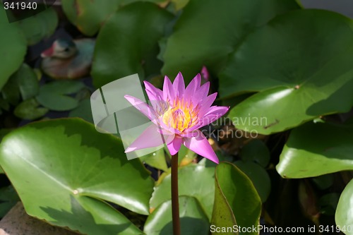 Image of Lotus flower