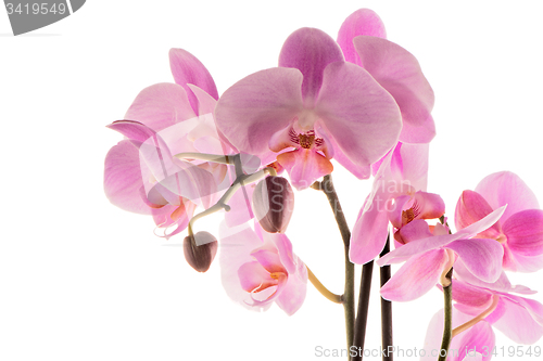 Image of Beautiful pink orchid