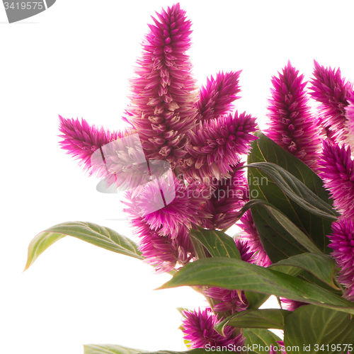 Image of Cockscomb celosia spicata plant