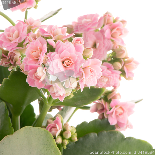 Image of Kalanchoe Calandiva flowers