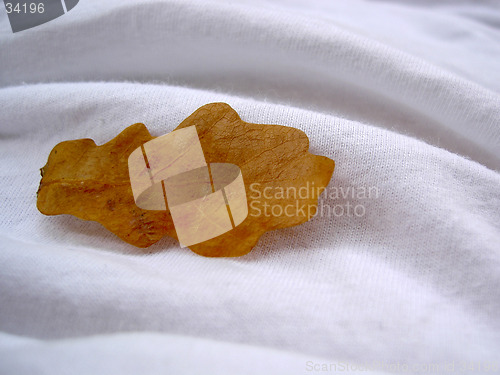Image of leaf