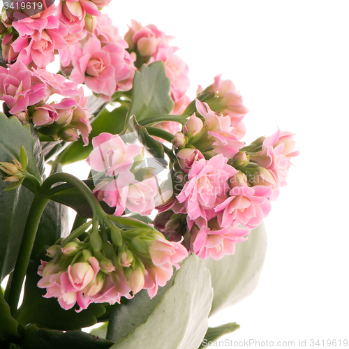 Image of Kalanchoe Calandiva flowers