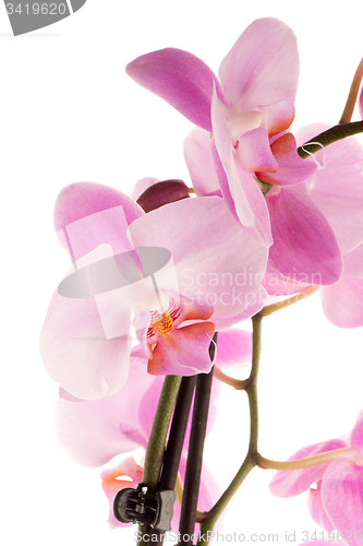 Image of Beautiful pink orchid