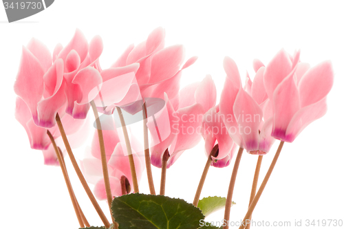 Image of Beautiful pink Cyclamen flower