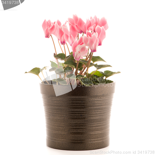 Image of Beautiful pink Cyclamen flower