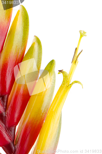 Image of Bromelia Flower