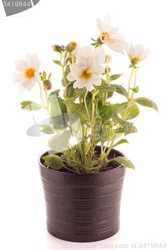 Image of white dahlia