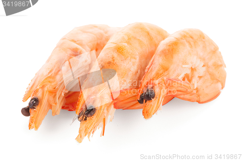 Image of Three shrimps 