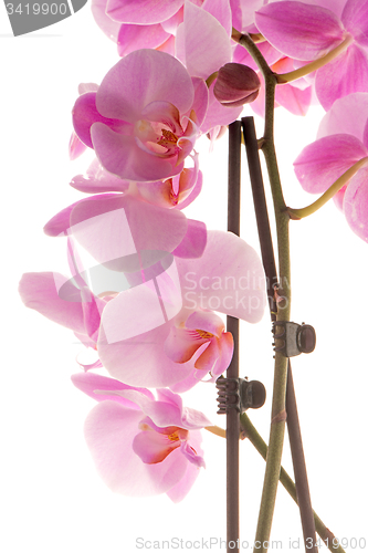 Image of Beautiful pink orchid