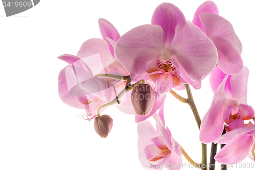 Image of Beautiful pink orchid