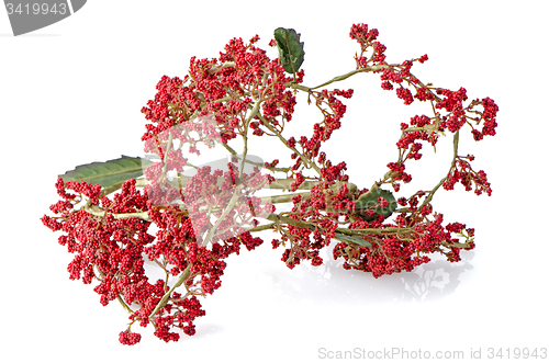 Image of Christmas arrangement