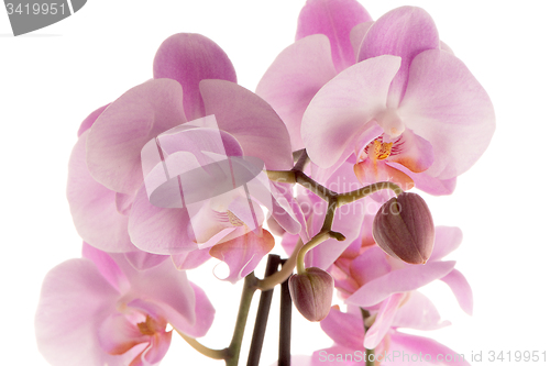 Image of Beautiful pink orchid