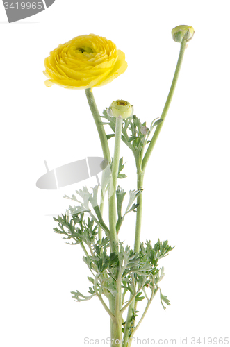 Image of Eustoma flower