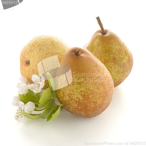 Image of Three ripe pears