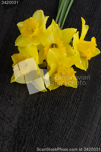 Image of Yellow jonquil flowers