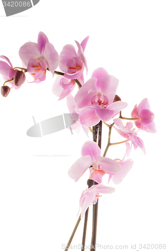 Image of Beautiful pink orchid