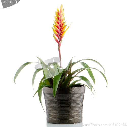 Image of Bromelia Flower