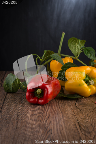Image of Colored bell peppers