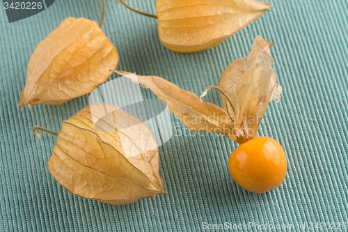 Image of Physalis fruits