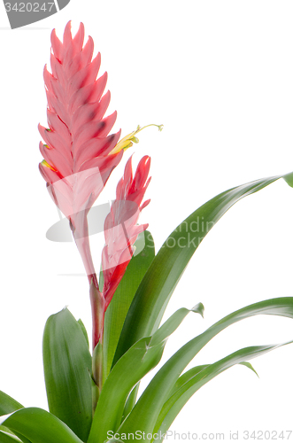 Image of Bromelia Flower