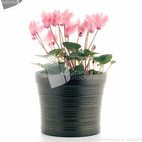 Image of Beautiful pink Cyclamen flower