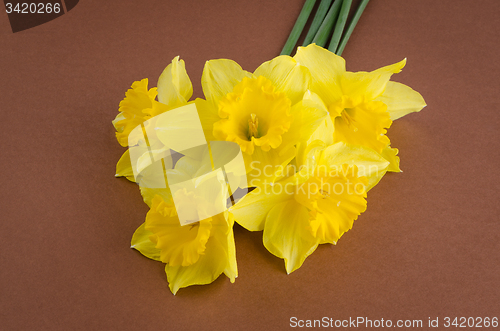 Image of Jonquil flowers