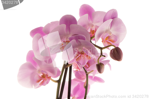 Image of Beautiful pink orchid