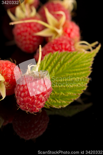 Image of Fresh raspberries