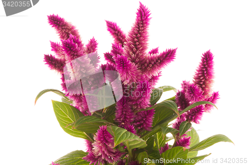 Image of Cockscomb celosia spicata plant