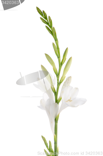 Image of Lilies