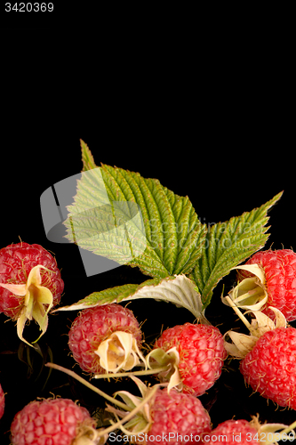 Image of Fresh raspberries