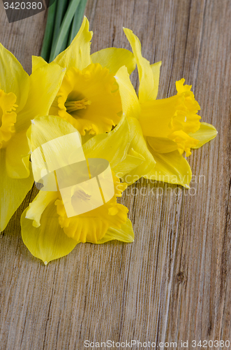 Image of Jonquil flowers