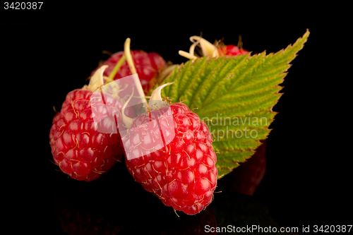 Image of Fresh raspberries