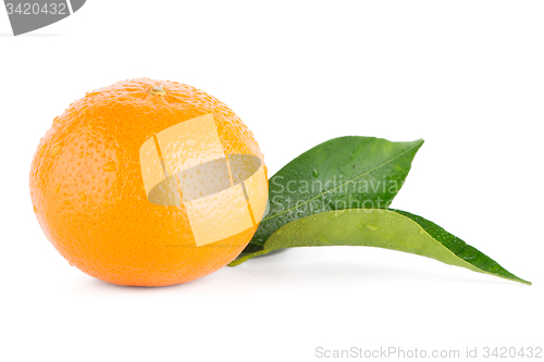 Image of Ripe tangerine or mandarin