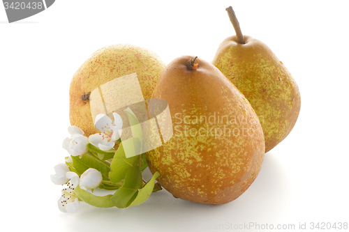 Image of Three ripe pears