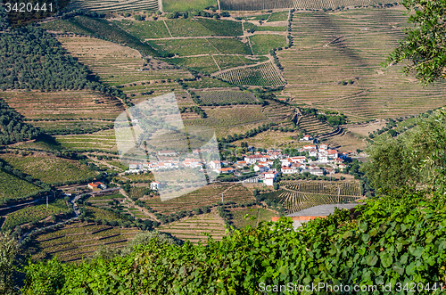 Image of vineyars in Douro Valley