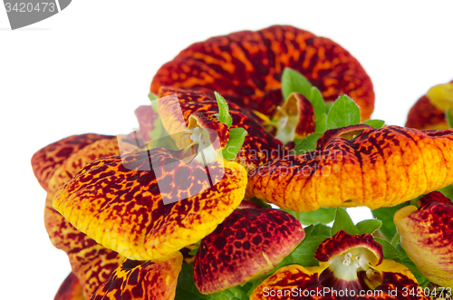 Image of Closeup of yellow and red calceolarua flowers