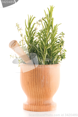 Image of Green herb leafs 