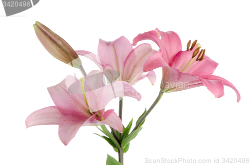 Image of Pink lilies