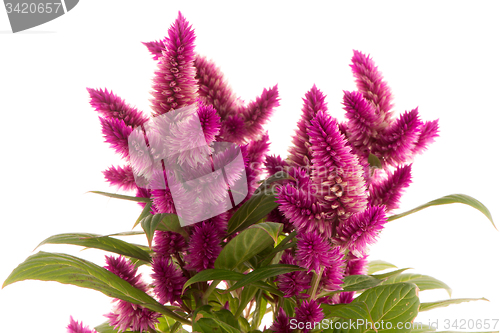 Image of Cockscomb celosia spicata plant