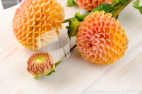 Image of Orange dahlia flowers