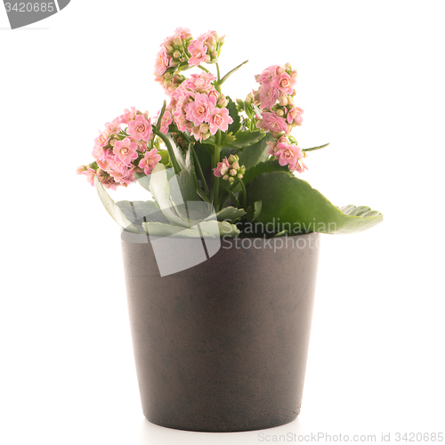 Image of Kalanchoe Calandiva flowers