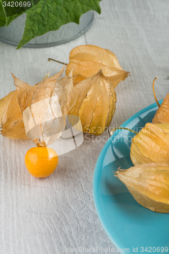 Image of Physalis fruits