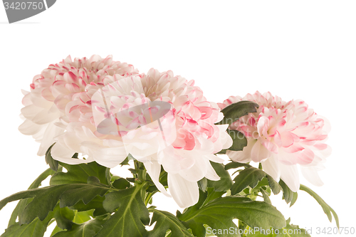 Image of Beautiful Chrysanthemum flowers 