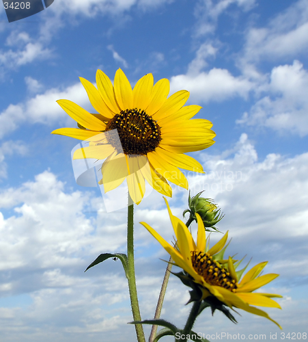 Image of Sunflower Sky