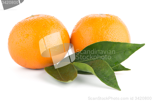 Image of Ripe tangerine or mandarin