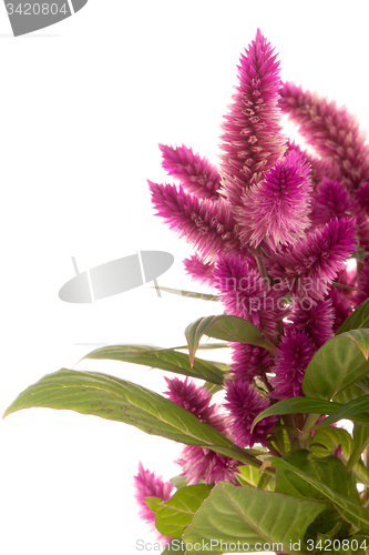 Image of Cockscomb celosia spicata plant