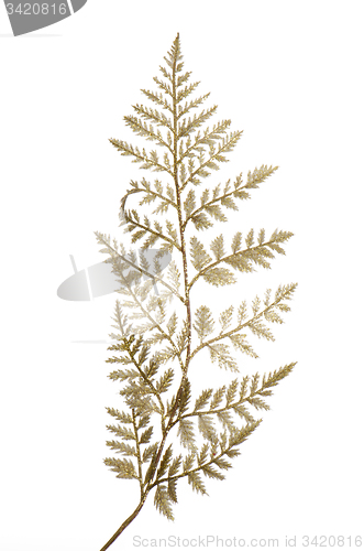 Image of Christmas decorative golden leaves