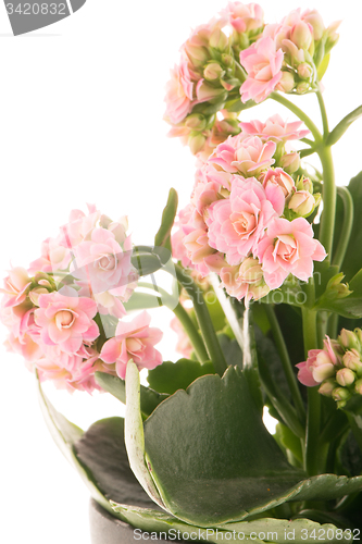 Image of Kalanchoe Calandiva flowers