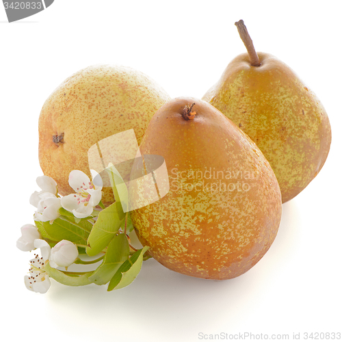 Image of Three ripe pears